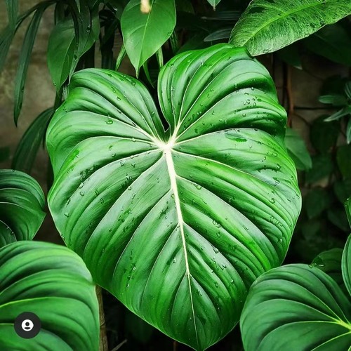 麦克道尔蔓绿绒天南星科室内观叶热植 王先森的花园