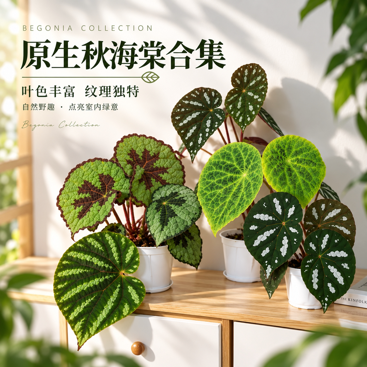 原生秋海棠合集 王先森的花园 室内花卉花盆绿植盆栽