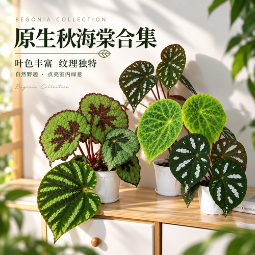 原生秋海棠合集 王先森的花园 室内花卉花盆绿植盆栽