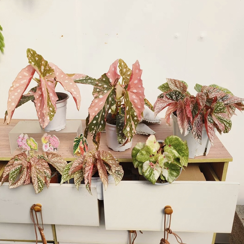 锦化秋海棠合集 鳟鱼锦富士山锦银河锦  ins热植王先森的花园