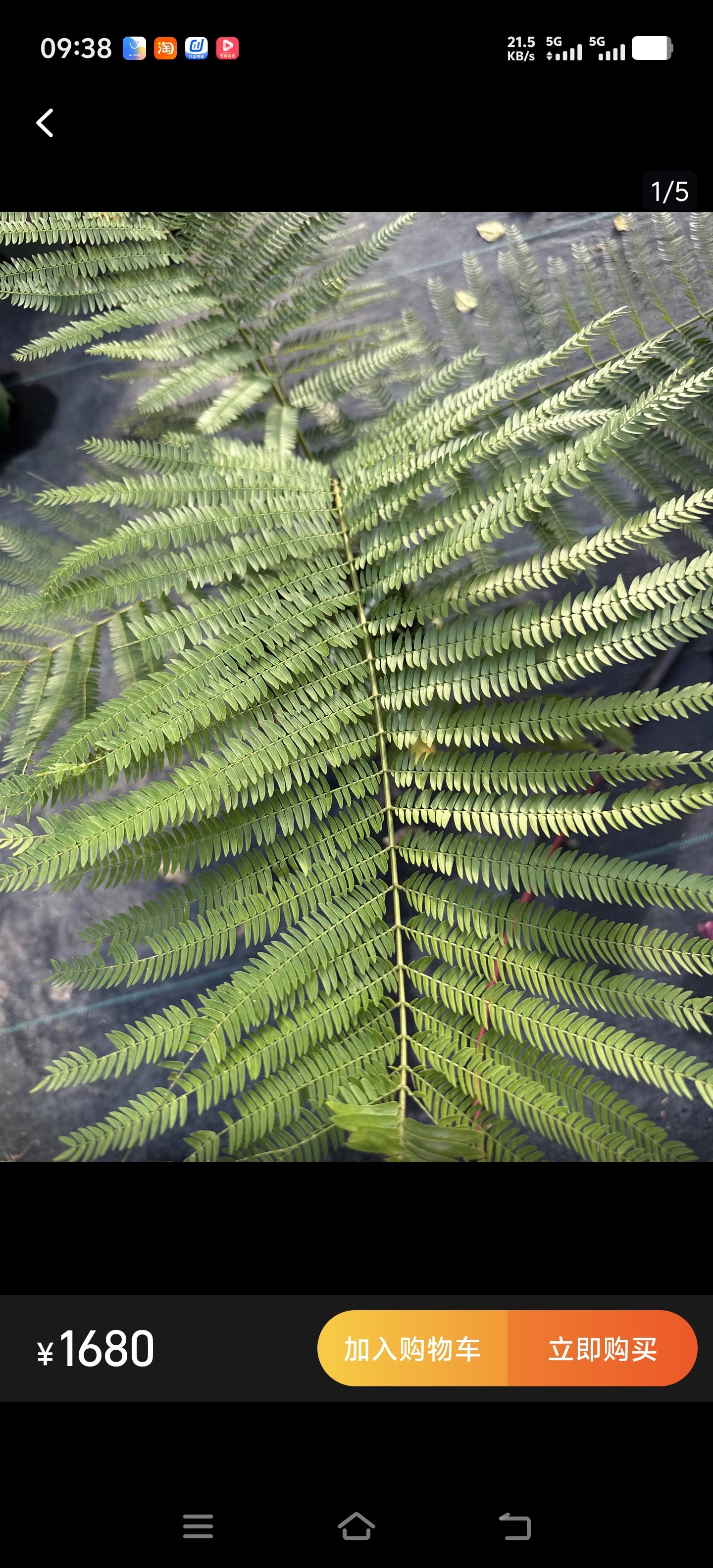 澳洲密叶猴耳环室内绿植简单好养 王先森的花园