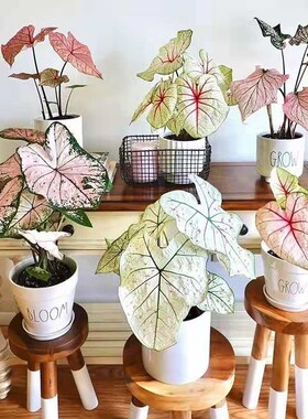 彩叶芋红酒飞溅幻想曲芭蕾舞鞋客厅观叶粉色飞溅室内观叶热植