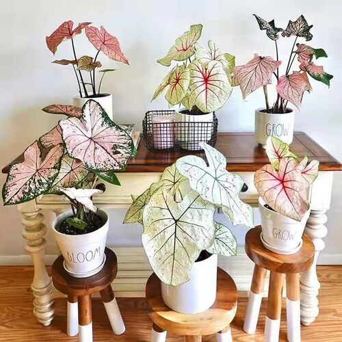 彩叶芋室内客厅阳台美观