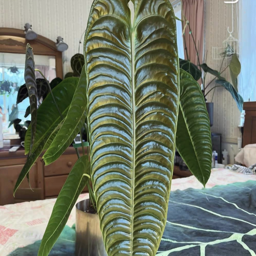 火鹤王花烛 室内绿植热植简单好养王先森的花园