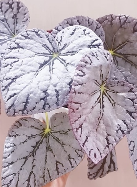 银白色系秋海棠合集 高级感观叶植物北欧风室内绿植 王先森的花园