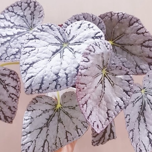 银白色系秋海棠合集 高级感观叶植物北欧风室内绿植 王先森的花园