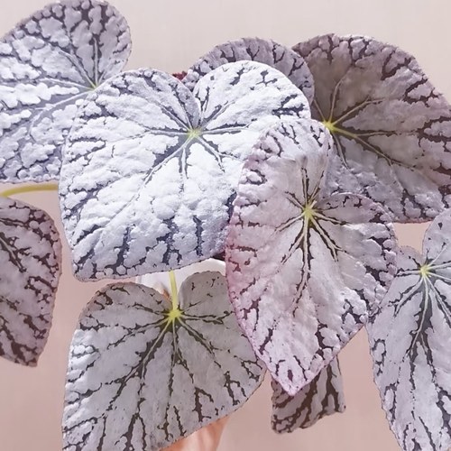 银白色系秋海棠合集 高级感观叶植物北欧风室内绿植 王先森的花园