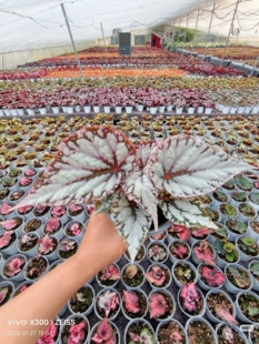 自育杂菜新品秋海棠 王先森的花园