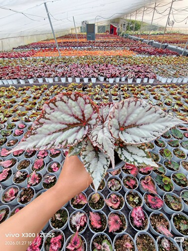 自育杂菜新品秋海棠 王先森的花园