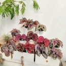 室内热植观叶植物 花园 粉色系秋海棠合集 王先森