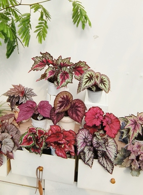 粉色系秋海棠合集 王先森的花园 室内热植观叶植物