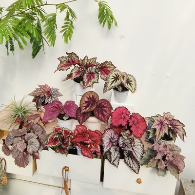 粉色系秋海棠合集 王先森的花园 室内热植观叶植物