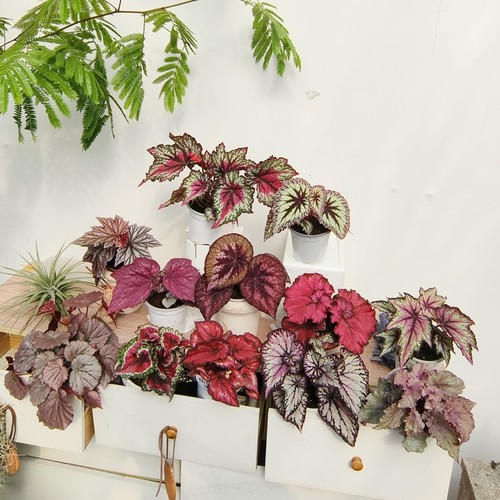 粉色系秋海棠合集 王先森的花园 室内热植观叶植物