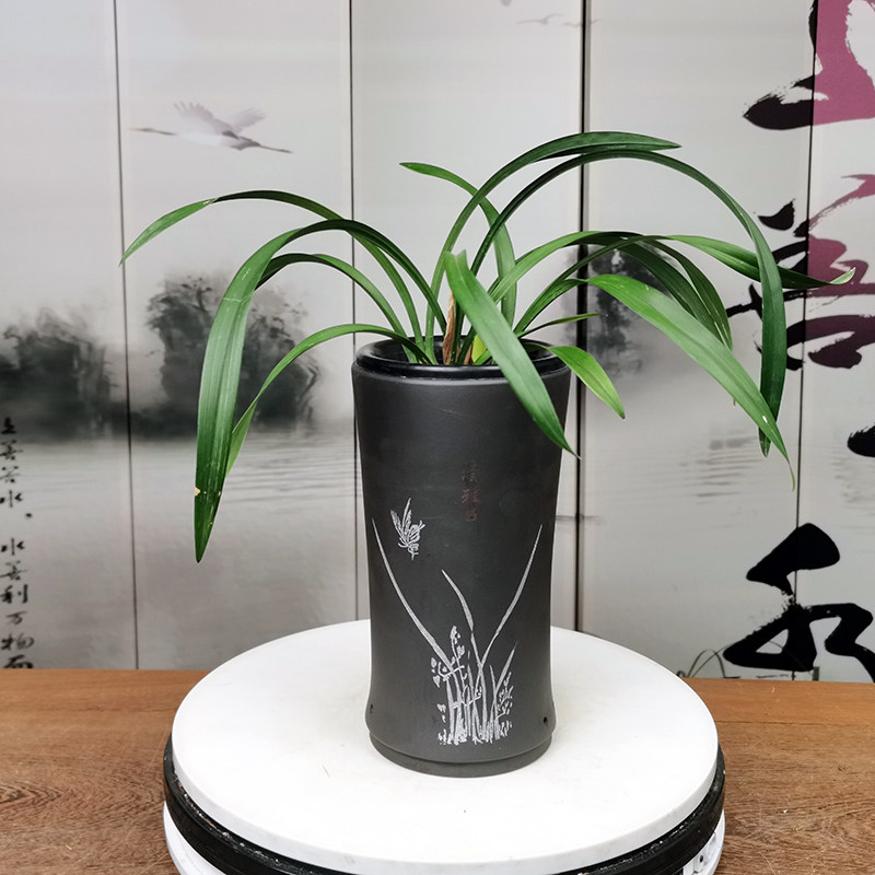 泽雨天下翁源兰花苗建兰红花红玉室内办公室绿植花卉盆栽好养植物