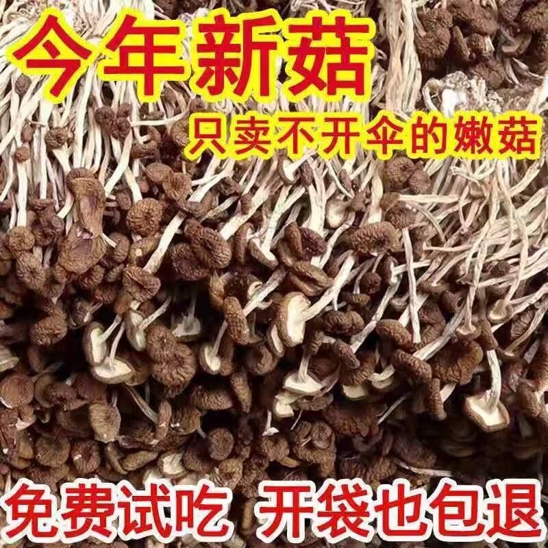 古田农家不开伞茶树菇干货500g一斤无硫小冰菇包邮茶薪菇新货