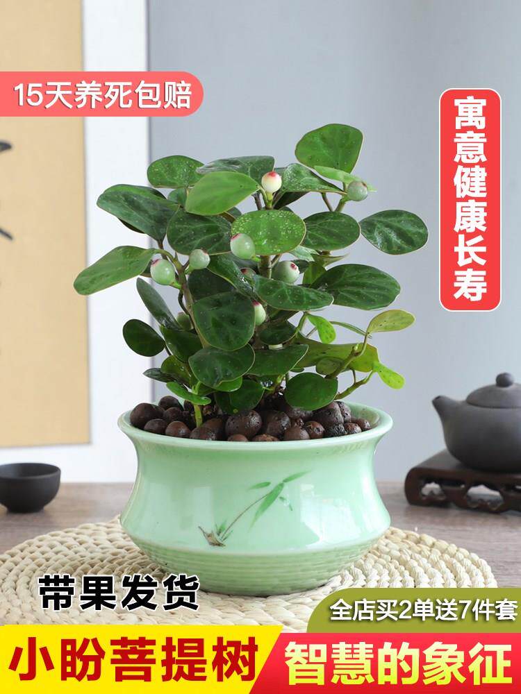 菩提盆栽小盼菩提树办公室桌面好养植物室内四季常青绿植盆景