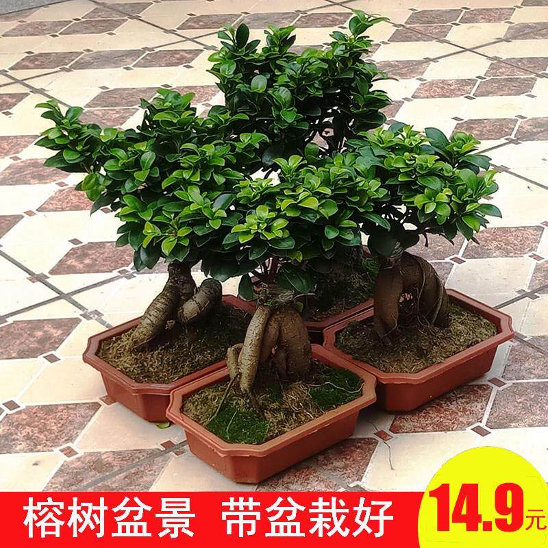榕树盆景造型窗台阳台庭院植物人参小叶榕苗老桩嫁接绿植盆栽
