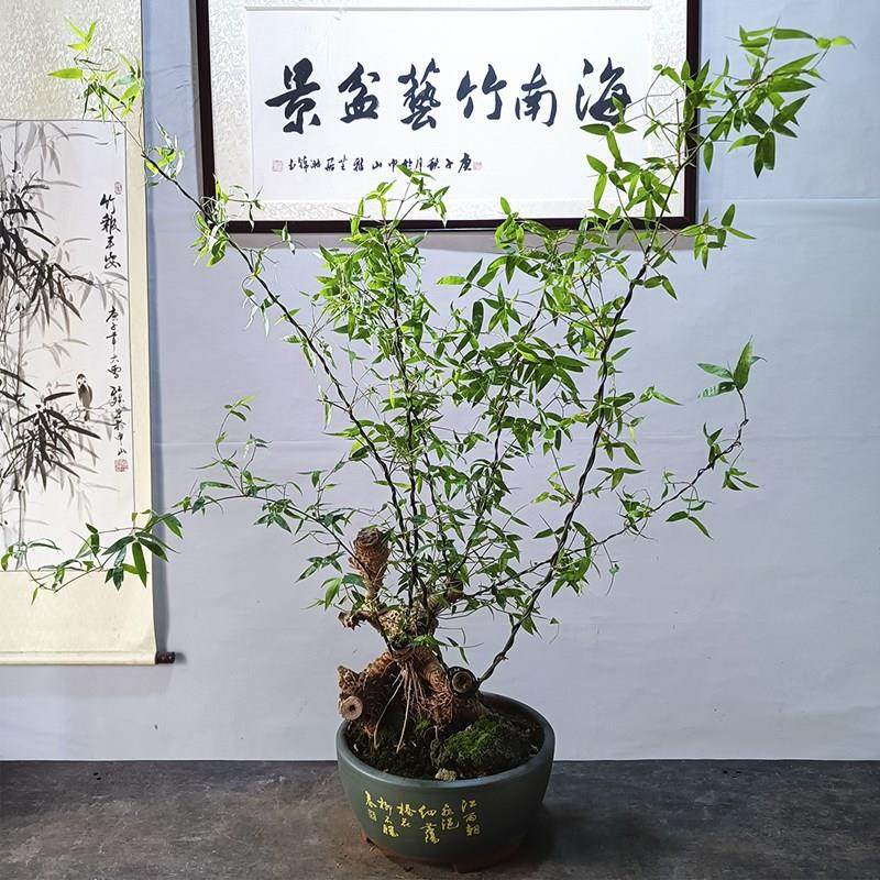 小叶簕竹老桩勒竹根苗竹子盆景盆栽室内庭院文人艺术岭南稀有品种