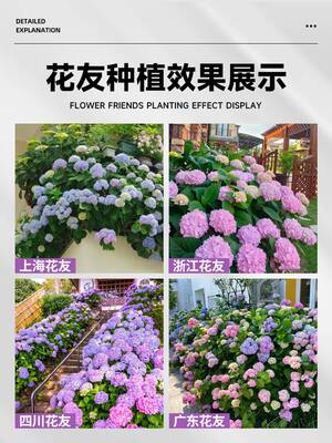 绣球花苗盆栽室内阳台庭院植物四季开花卉无尽夏带花苞耐寒老桩秀