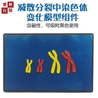 减数分裂中染色体变化模型组件含磁性学生生物分组实验教学仪器材