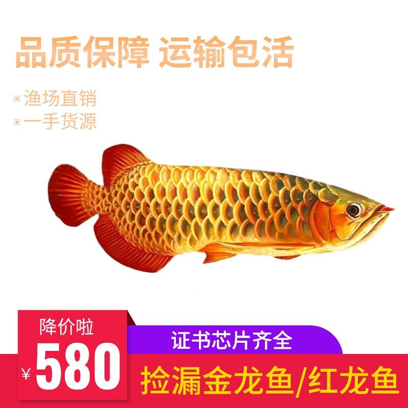 金龙鱼活鱼龙鱼幼苗印尼辣椒红龙鱼古典过背金龙鱼纯血红龙捡漏鱼