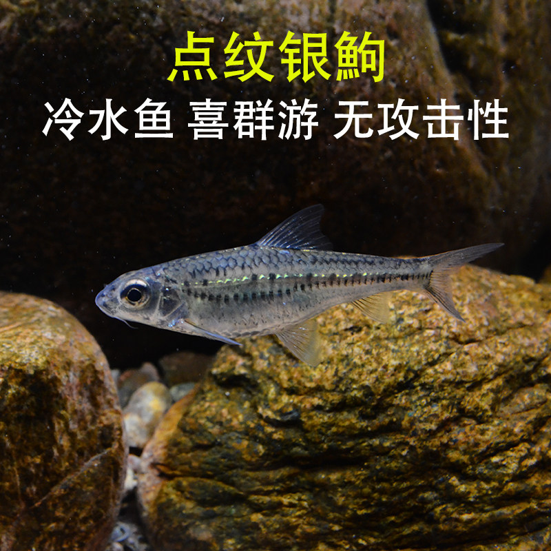 点纹银鮈原生好养耐活冷水鱼爆缸观赏鱼溪流缸小型群游底层清洁鱼
