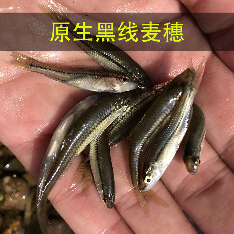 麦穗鱼活体观赏鱼冷水鱼饲料鱼