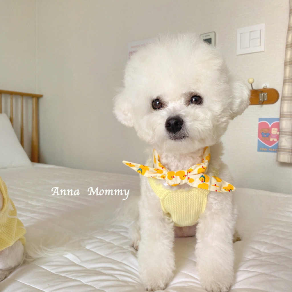 宠物口水巾狗狗小鸭子方巾泰迪法斗领巾猫咪大中小型犬围巾萌布艺