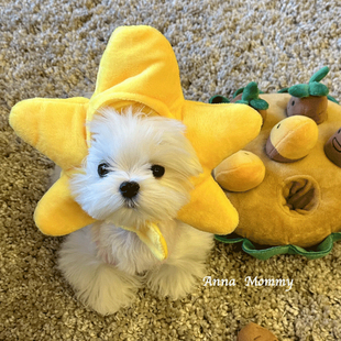 猫咪可爱搞怪变装帽宠物帽子金渐层英短德文狗狗汉堡头套卡通头饰