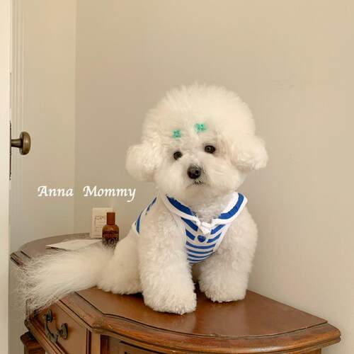 狗狗衣服夏季薄款泰迪比熊博美小型犬宠物猫咪夏季制服背心