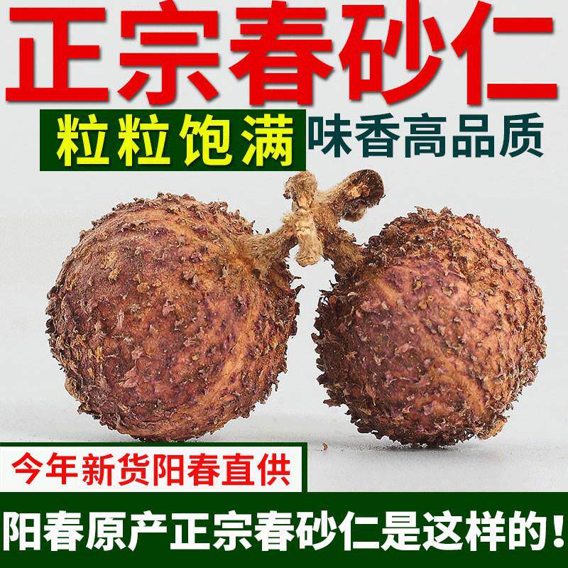【头茬大果】正宗阳春春砂仁 无硫阳春砂广东砂仁特产炖汤50克