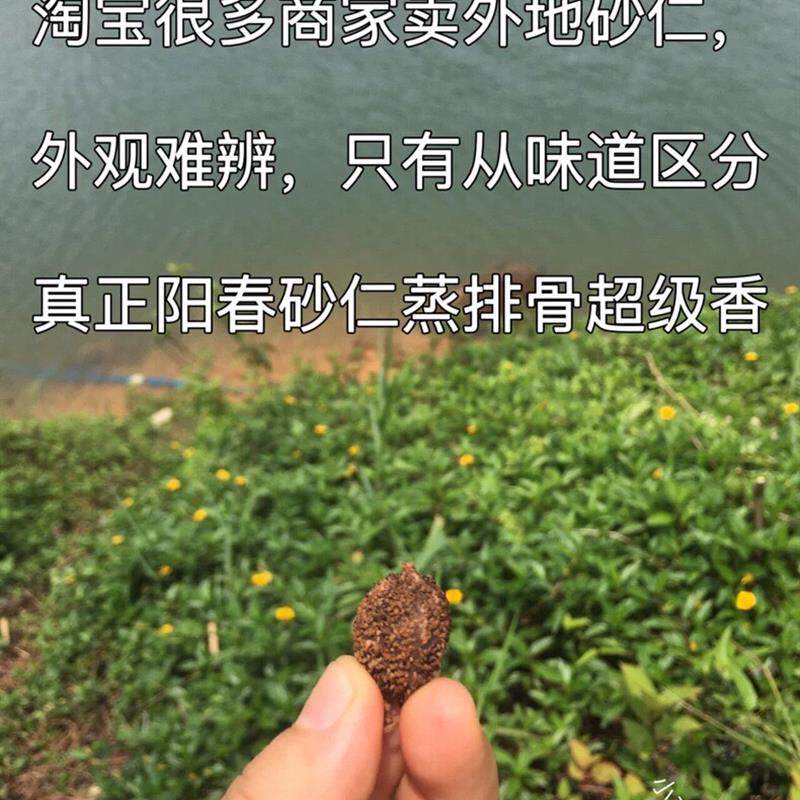 50克正宗春砂仁春砂仁核打粉特级春砂仁阳春特产春砂仁阳春砂仁