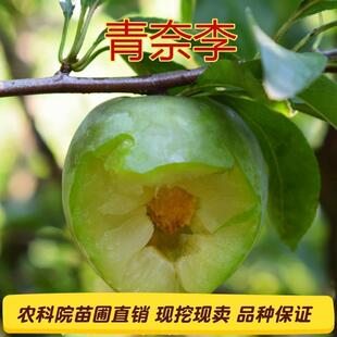 嫁接李子苗黄金青奈李油奈李子树苗南北方四季种植当年结果特大果