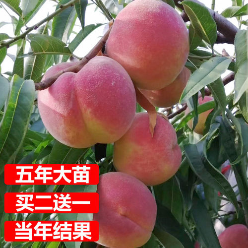 特大早熟桃树苗嫁接水蜜桃树脆甜冬桃地栽果树血桃黄桃南北方种植