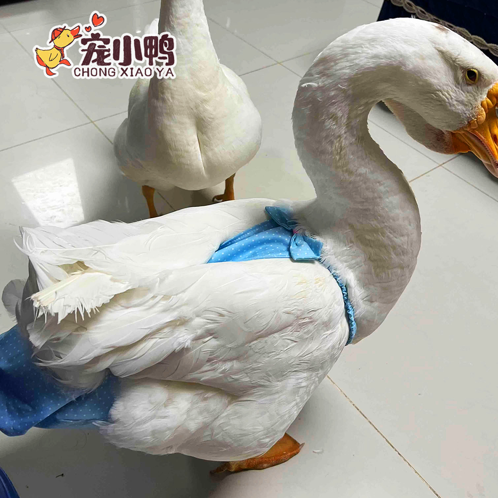 尿不濕紙尿褲小鴨子鵝可調節換洗