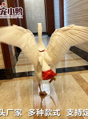 大鹅尿不湿纸尿裤小鸭子尿裤防拉屎兜屁粪兜尿片鸡鹅拉拉裤柯尔鸭