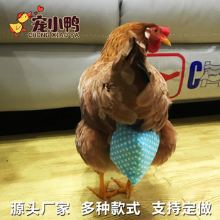 柯尔鸭尿不湿衣服小鸭用品 网红鸡尿布鸭子粪兜宠物鸭鹅尿片纸尿裤