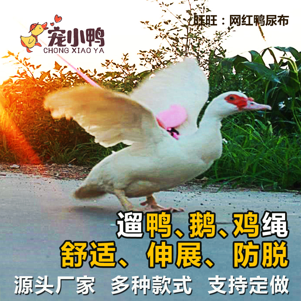防脱鸡鸭猫咪宠物用品牵引绳