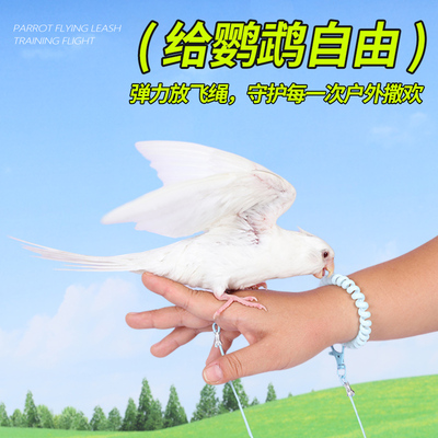 鹦鹉放飞绳耐磨鸟弹力绳虎皮牡丹玄凤鹦鹉飞行外出专用遛鸟绳脚链