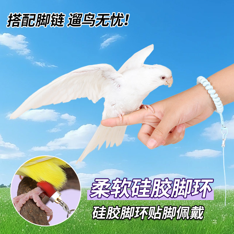 训鸟脖套鹦鹉开口脚环护腿鸟链子不锈钢鹦鹉脚链虎皮牡丹玄凤八哥