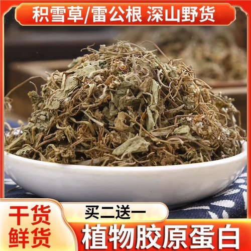 积雪草中药材新鲜雷公根凉茶马蹄草干货灯盏菜泡水喝非野生崩大碗