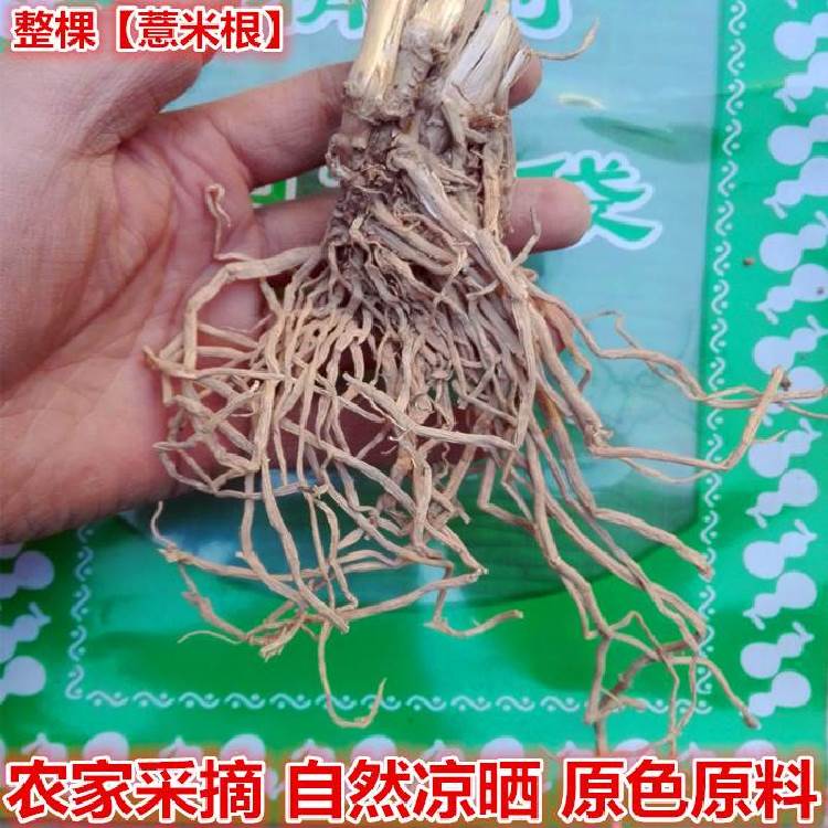 中药材 薏仁米根/薏苡仁根/薏米仁根 薏仁根 500克包邮 草珠子根