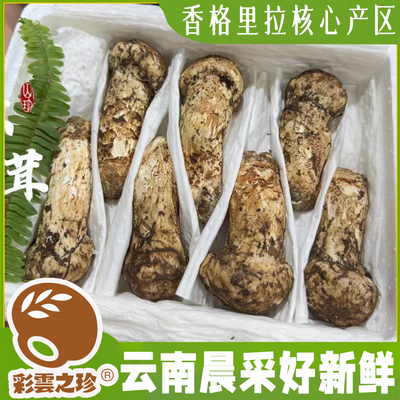 云南香格里拉核心区松茸 精选骨朵 现摘现发 顺丰空运 蘑菇菌菇