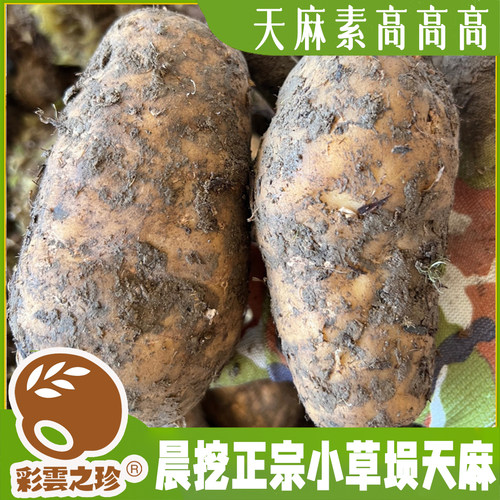 新鲜昭通小草坝天麻 顺丰空运 云南带泥直发 当天现挖