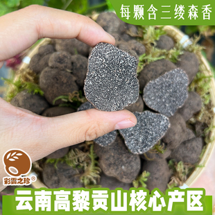 彩云之珍 云南新鲜黑松露 云南贡山特产猪拱菌 山珍菌菇