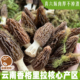 无注水 肉厚无渣 高品质菌菇蘑菇 高原羊肚菌 新鲜云南羊肚菌