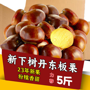 丹东生板栗2023年板栗生新鲜农家现摘生甜栗子5斤装油栗3板栗毛栗