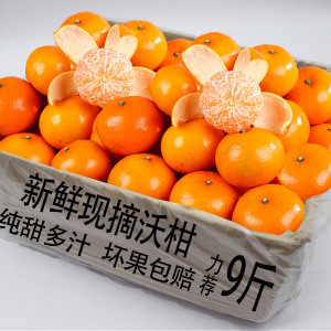 现摘头茬沃柑当季新鲜时令孕妇砂糖柑橘生鲜水果9斤整箱速发