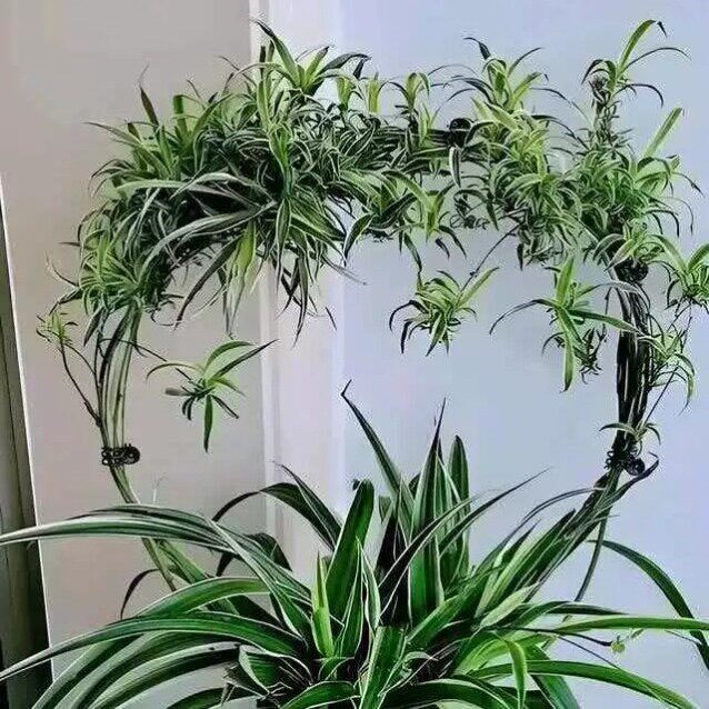吊兰造型支架室内爱心形植物攀藤山乌龟甲龙铁线莲花架爬藤小支架