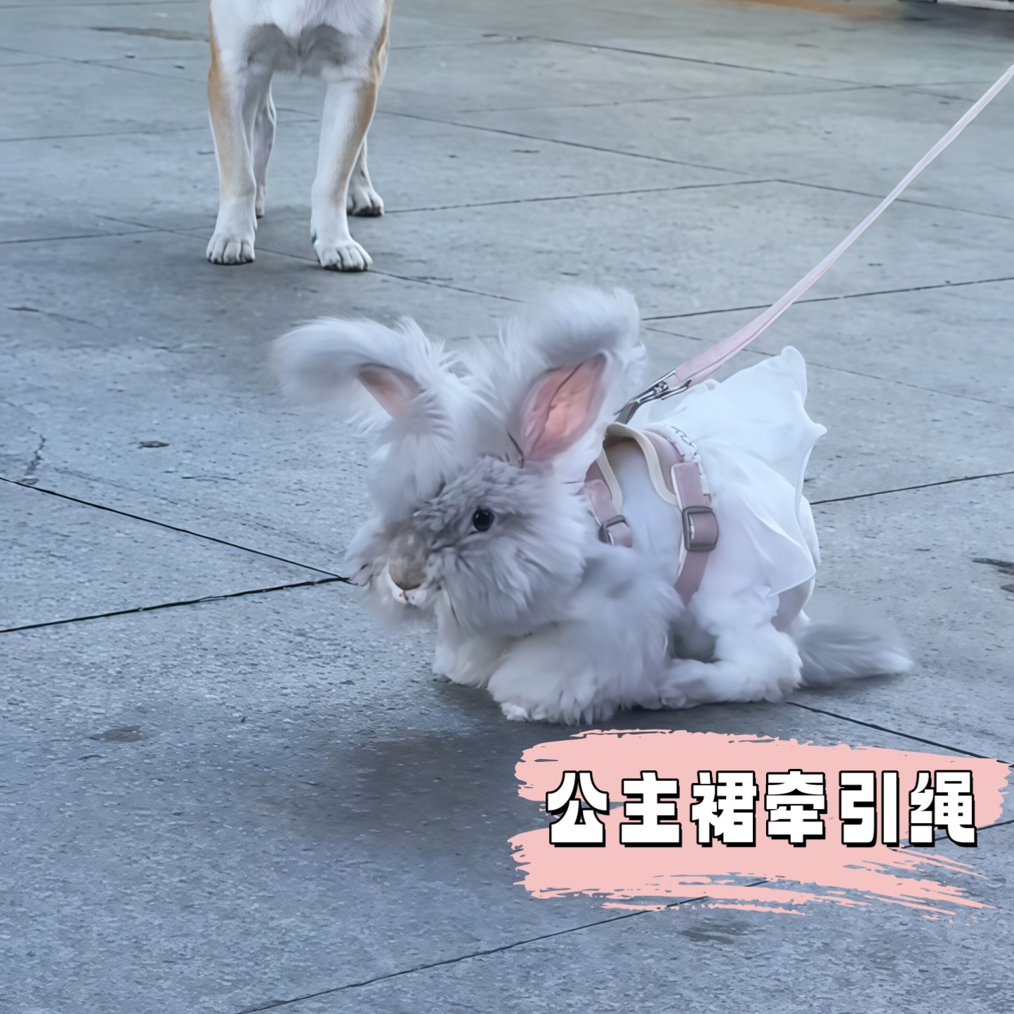 兔子牵引绳胸背式背心牵引绳遛狗猫牵引绳防挣脱外出专用宠物用品